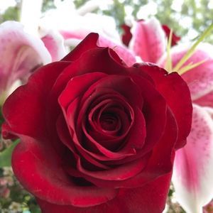 Meet your Posher, Mary rose